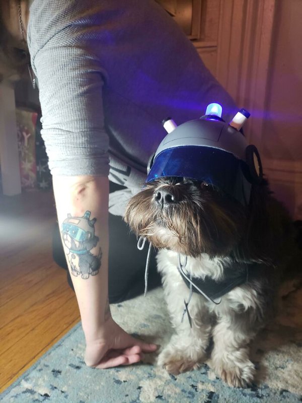 Pet Halloween Costumes (34 pics)