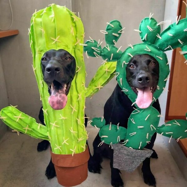 Pet Halloween Costumes (34 pics)