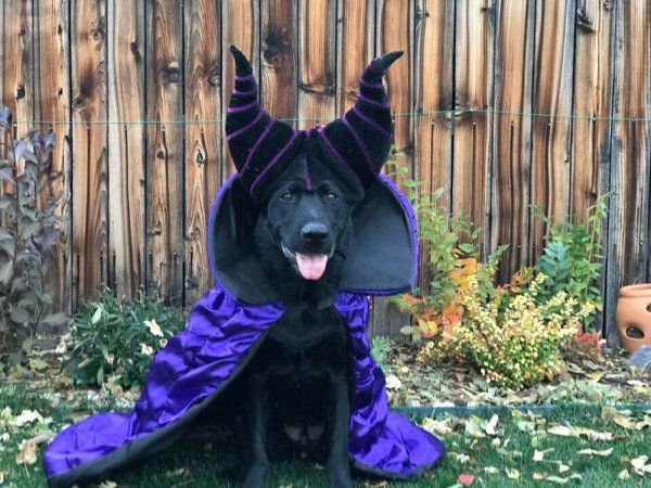 Pet Halloween Costumes (34 pics)