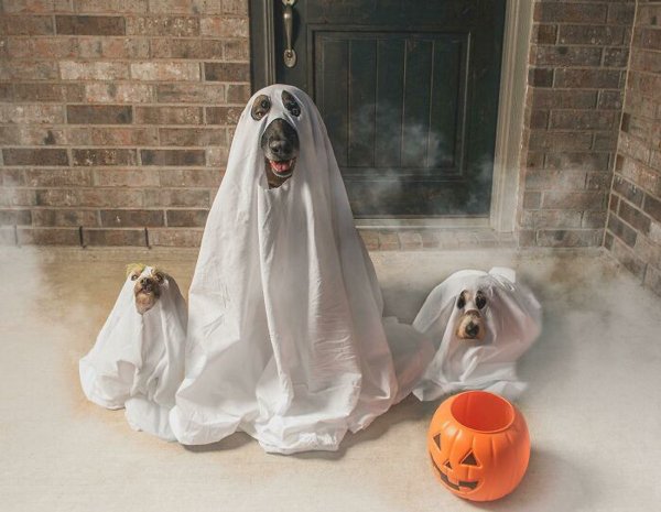 Pet Halloween Costumes (34 pics)