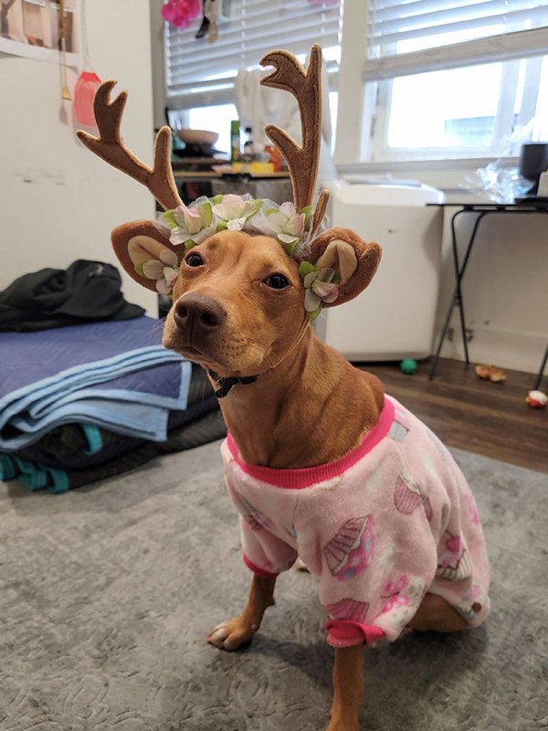 Pet Halloween Costumes (34 pics)