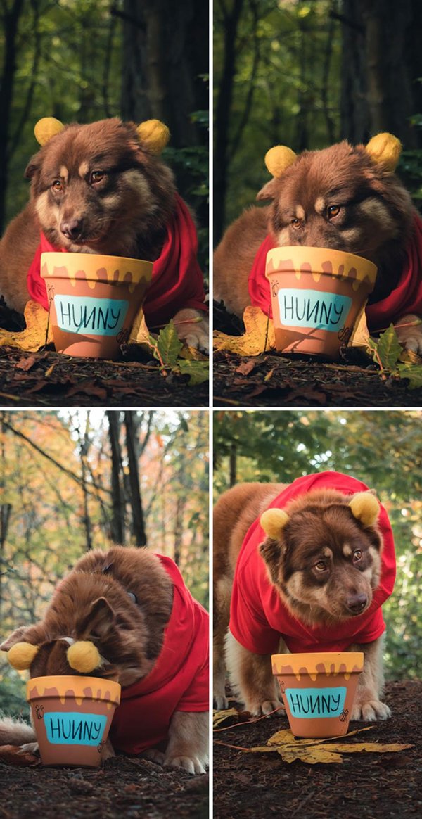 Pet Halloween Costumes (34 pics)