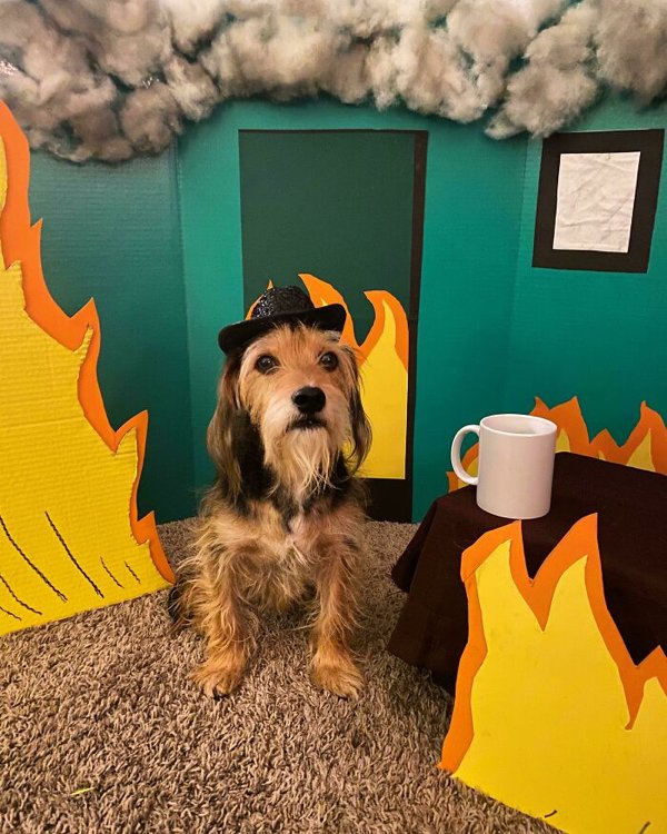 Pet Halloween Costumes (34 pics)