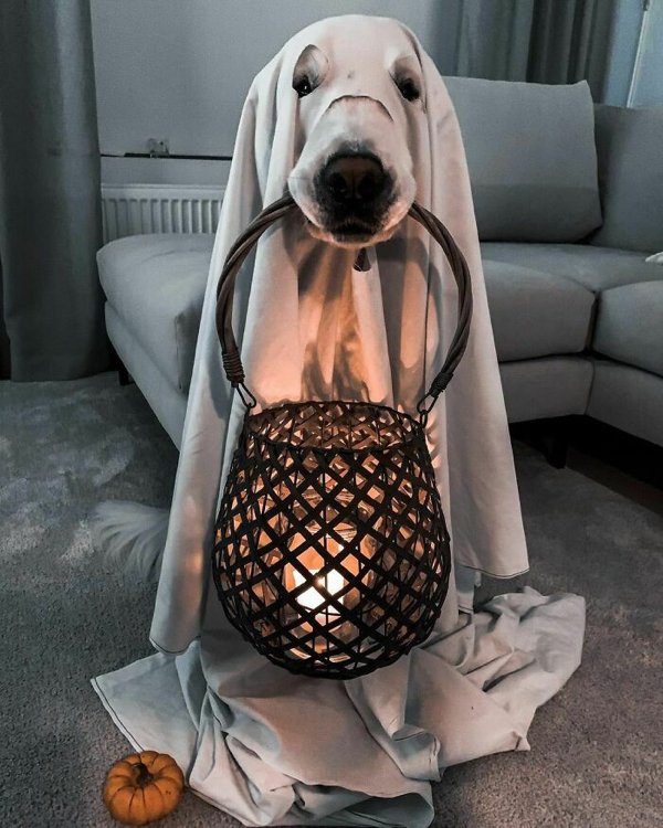Pet Halloween Costumes (34 pics)