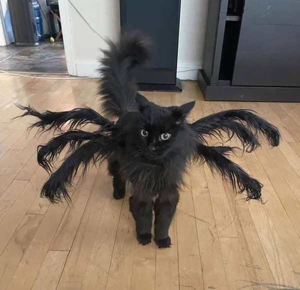 Pet Halloween Costumes (34 pics)