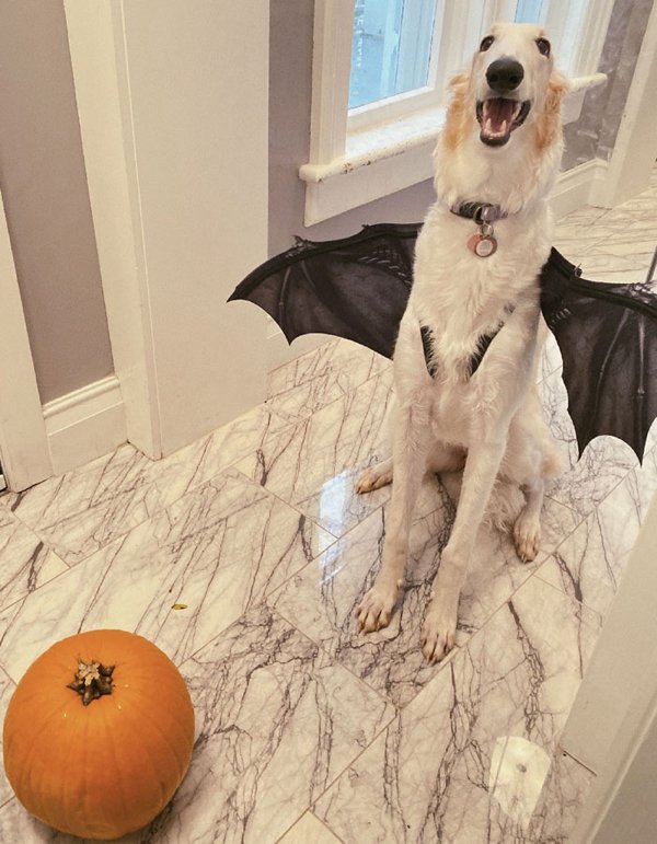 Pet Halloween Costumes (34 pics)