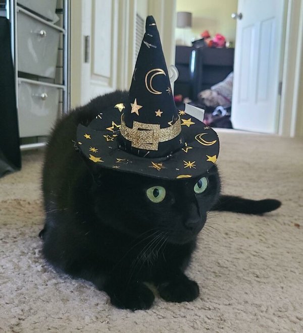 Pet Halloween Costumes (34 pics)