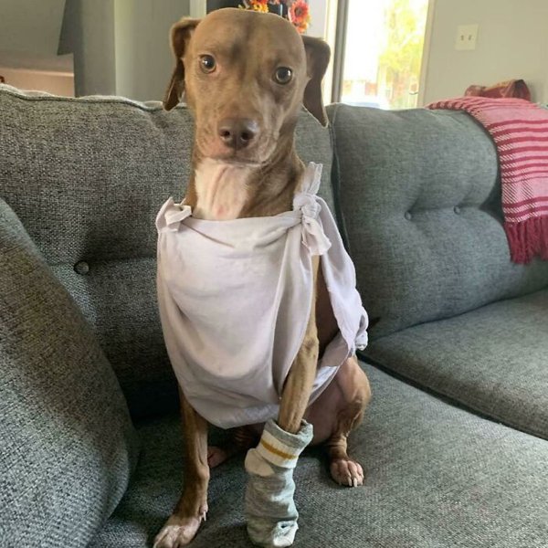 Pet Halloween Costumes (34 pics)