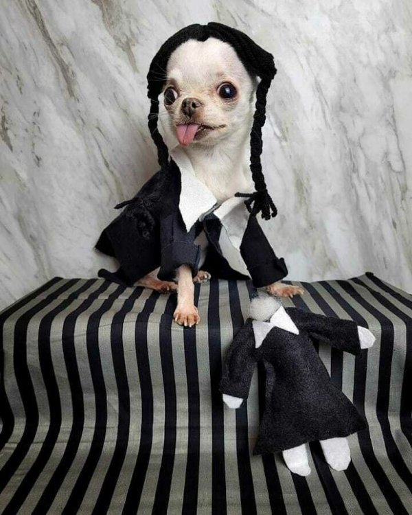 Pet Halloween Costumes (34 pics)