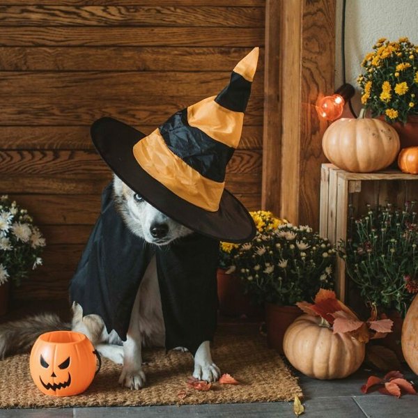 Pet Halloween Costumes (34 pics)