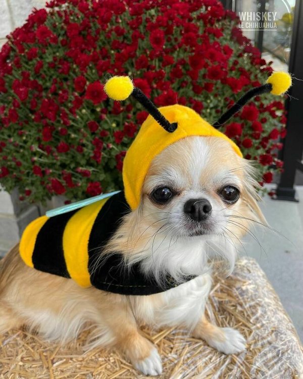 Pet Halloween Costumes (34 pics)