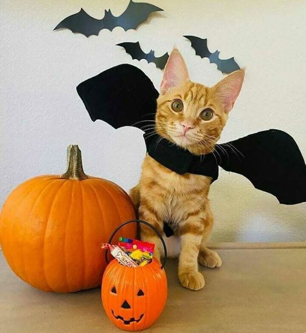 Pet Halloween Costumes (34 pics)