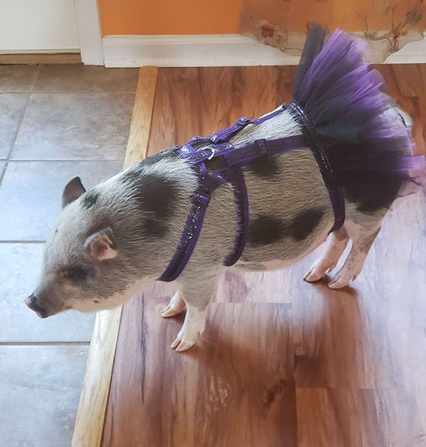 Pet Halloween Costumes (34 pics)