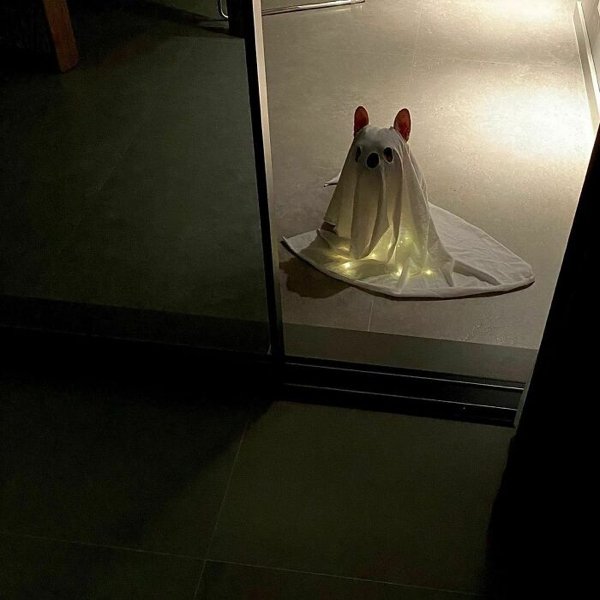 Pet Halloween Costumes (34 pics)