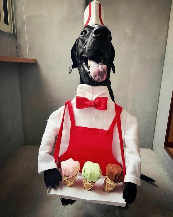 Pet Halloween Costumes (34 pics)