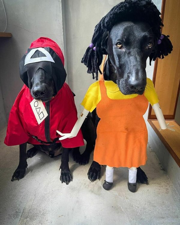 Pet Halloween Costumes (34 pics)