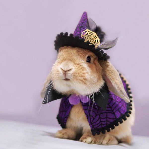Pet Halloween Costumes (34 pics)