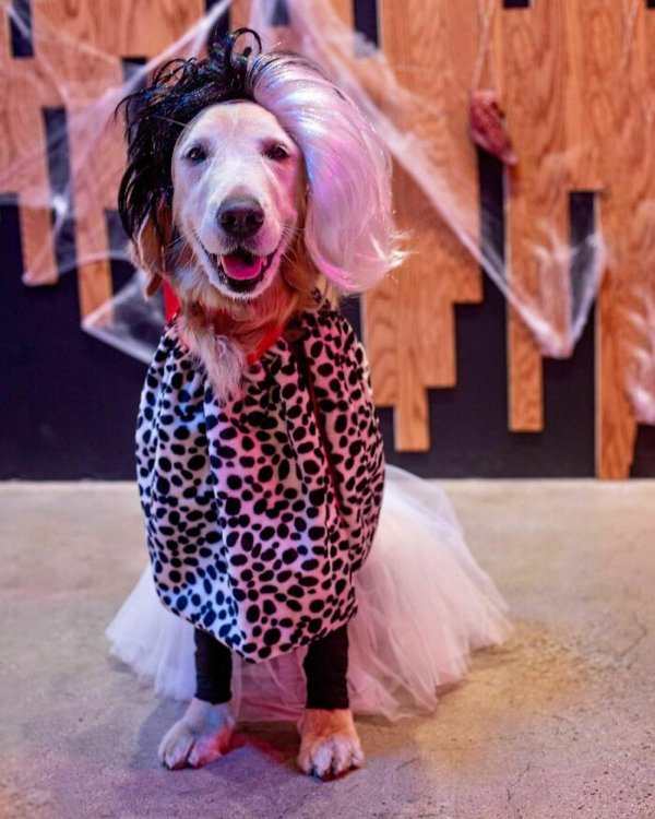 Pet Halloween Costumes (34 pics)