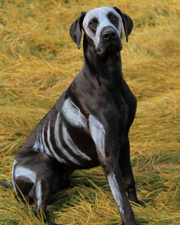 Pet Halloween Costumes (34 pics)