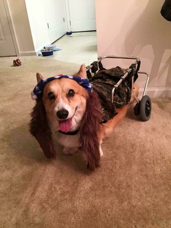 Pet Halloween Costumes (34 pics)