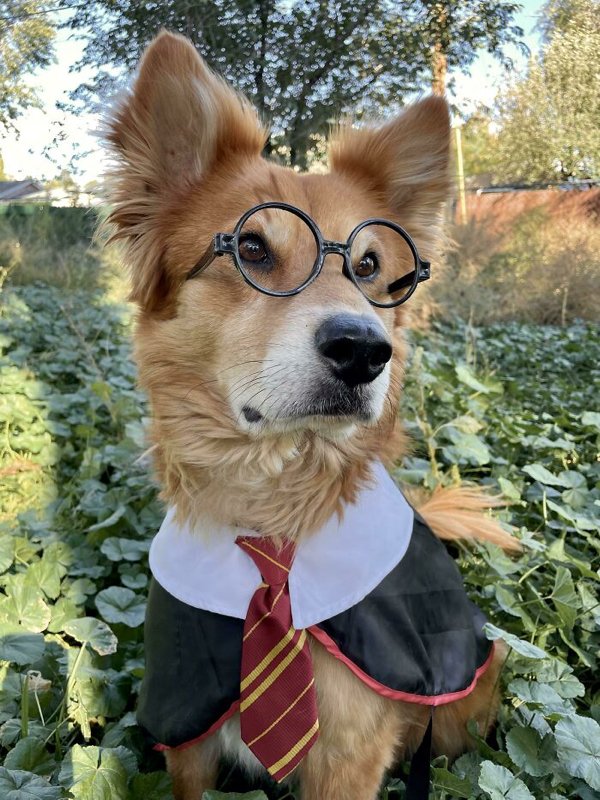 Pet Halloween Costumes (34 pics)