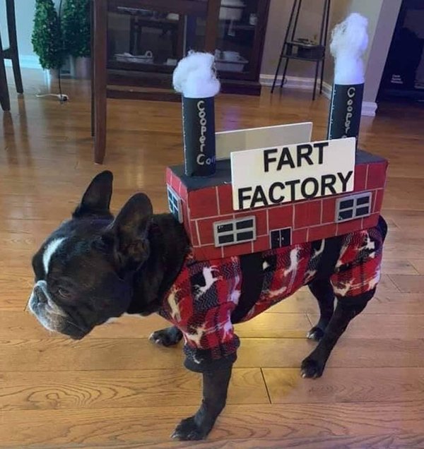 Pet Halloween Costumes (34 pics)