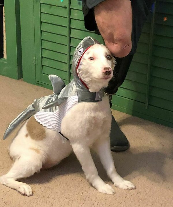 Pet Halloween Costumes (34 pics)