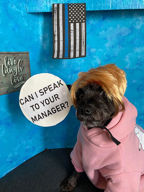 Pet Halloween Costumes (34 pics)