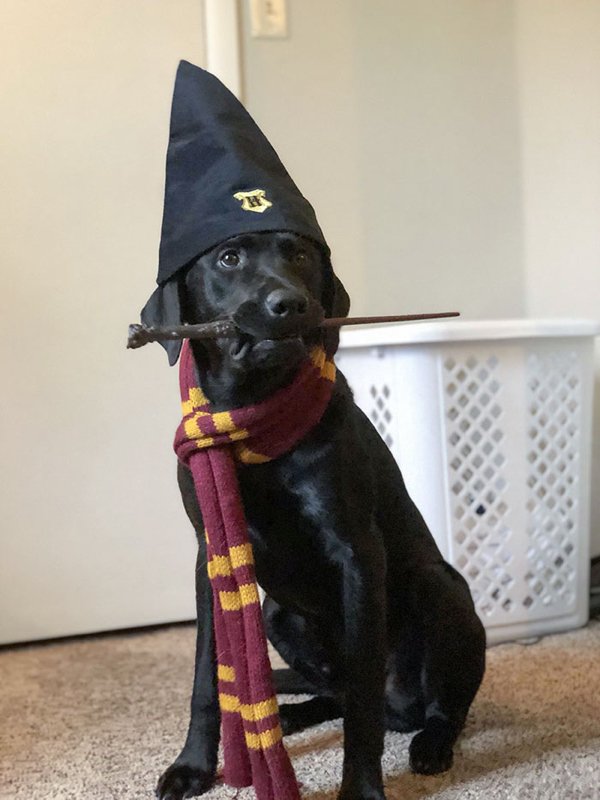 Pet Halloween Costumes (34 pics)
