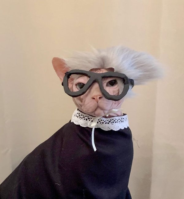 Pet Halloween Costumes (34 pics)