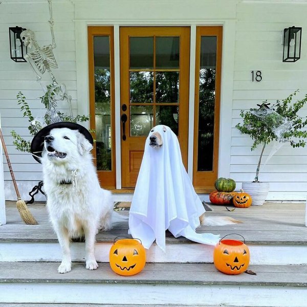 Pet Halloween Costumes (34 pics)