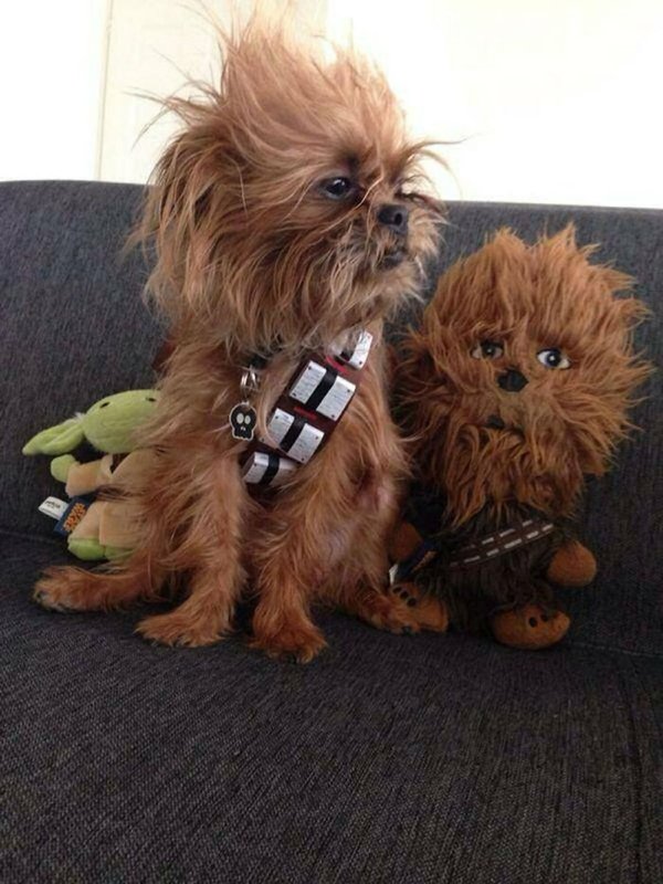 Pet Halloween Costumes (34 pics)