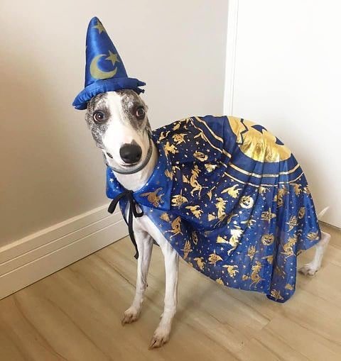 Pet Halloween Costumes (34 pics)