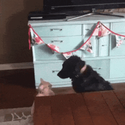 Acid Gifdump, October 25 (25 gifs)