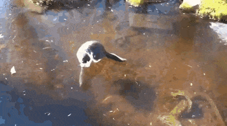 Acid Gifdump, October 25 (25 gifs)