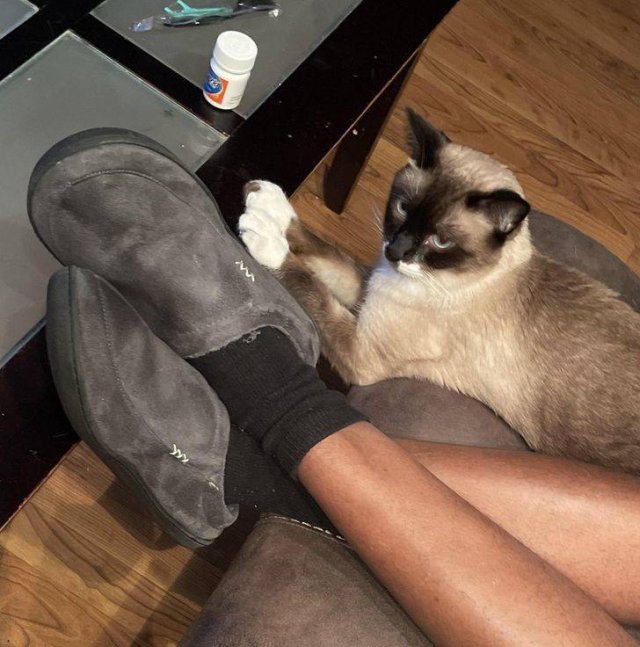 Men And Cats (22 pics)