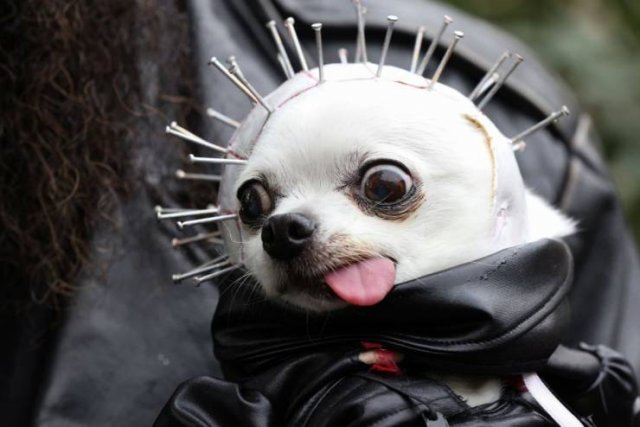 Acid Picdump 1 (91 pics)