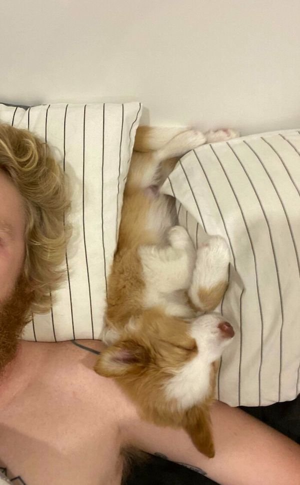 Cute Dogs (30 pics)