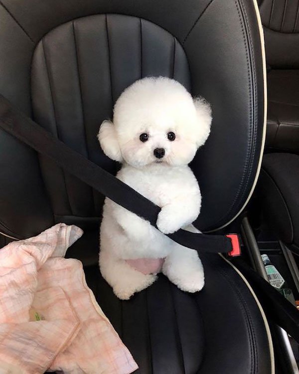 Cute Dogs (30 pics)