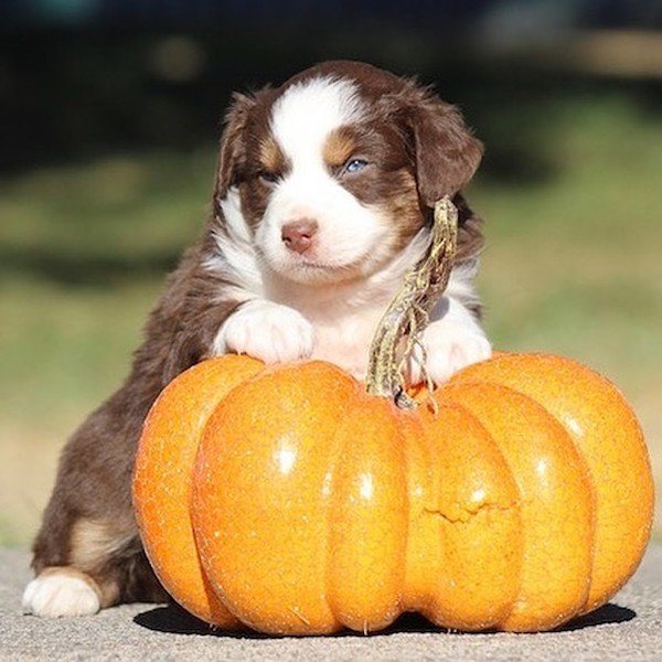 Cute Dogs (30 pics)