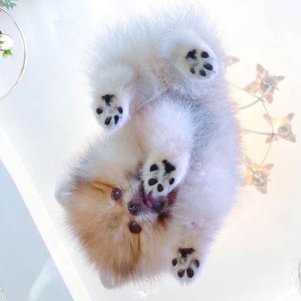 Cute Dogs (30 pics)
