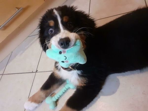 Cute Dogs (30 pics)