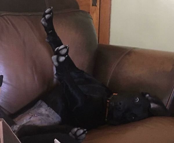 Cute Dogs (30 pics)