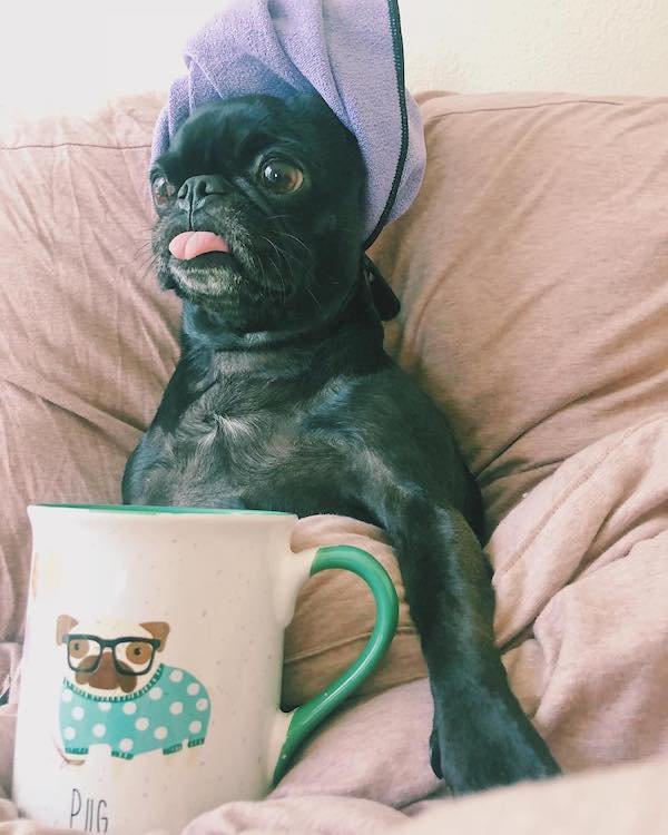 Cute Dogs (30 pics)