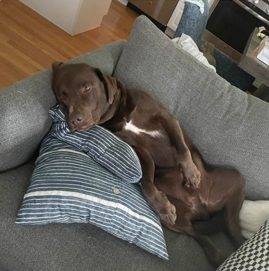Cute Dogs (30 pics)