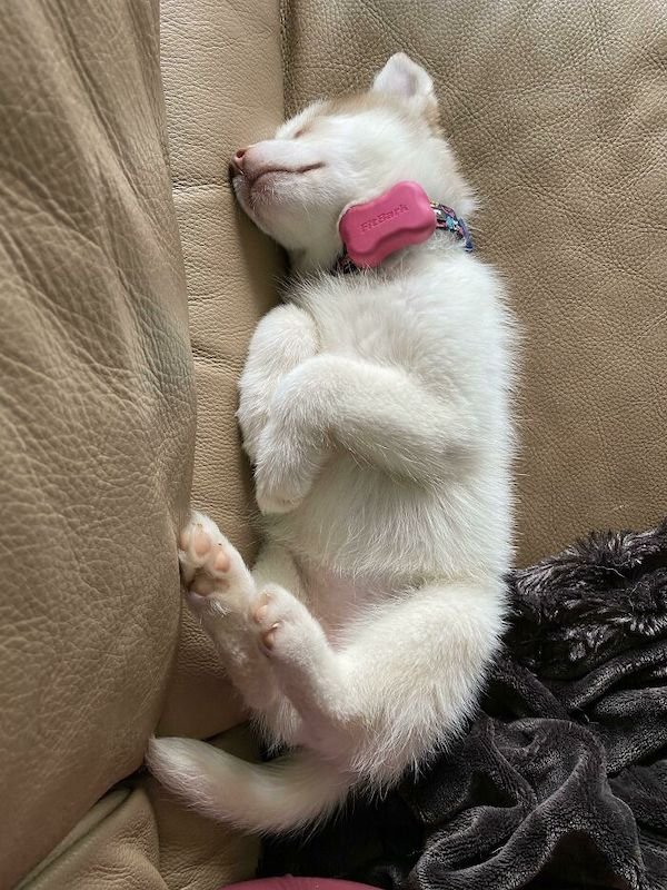 Cute Dogs (30 pics)