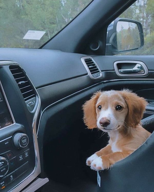 Cute Dogs (30 pics)