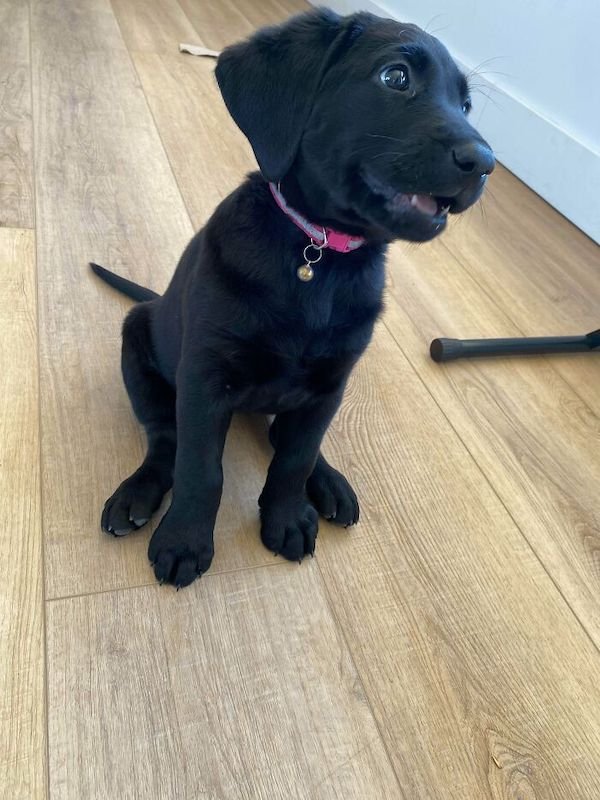Cute Dogs (30 pics)