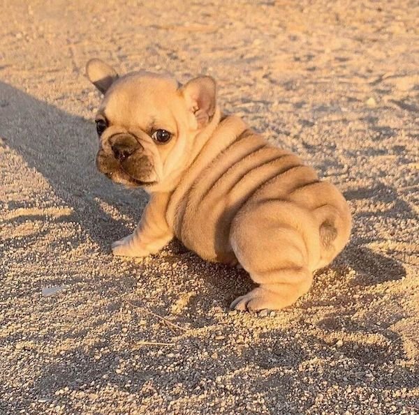 Cute Dogs (30 pics)
