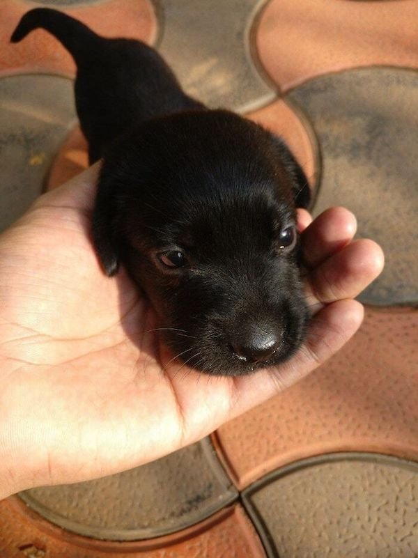 Cute Dogs (30 pics)